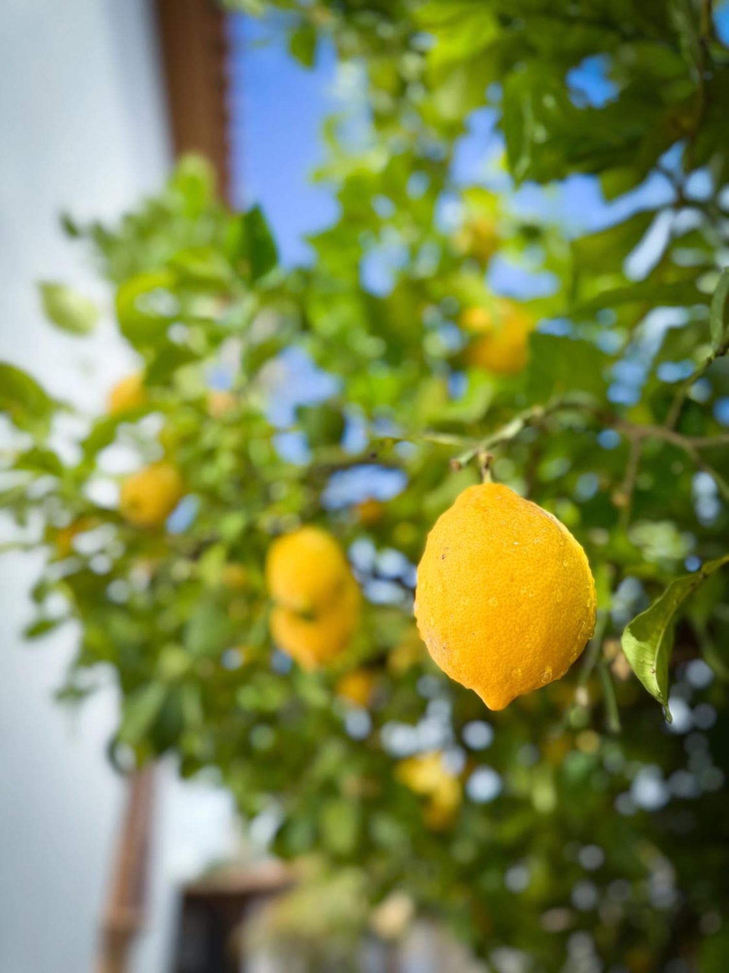 Casa Limon, Boutique Bed And Breakfast, Adults Only Alhaurin el Grande Ngoại thất bức ảnh